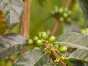 Gruppenreisen für Alleinreisende & Erlebnisreisen I Kolumbien Ablauf Tag 8 Besuch einer Kaffeeplantage in Salento