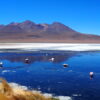 Gruppenreisen für Alleinreisende I Anden Ablauf Besuch einer Lagune mit Flamingos im Salar de Uyuni