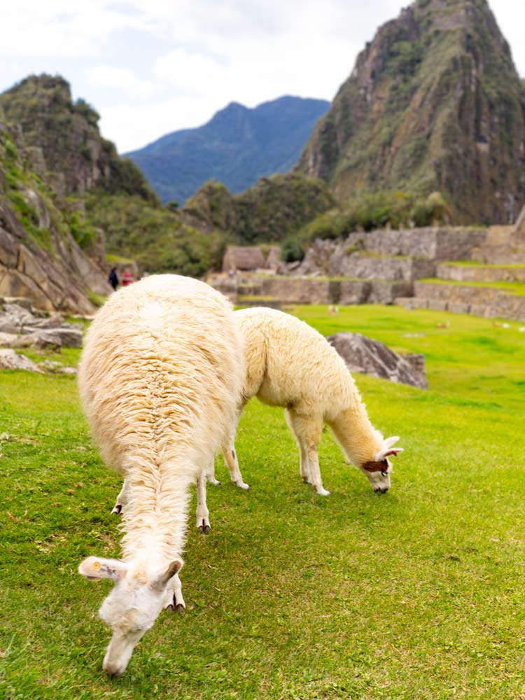 Lama - Machu Picchu (Peru)